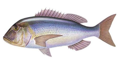 8 fish you'll find in Malta (& their names in Maltese).
